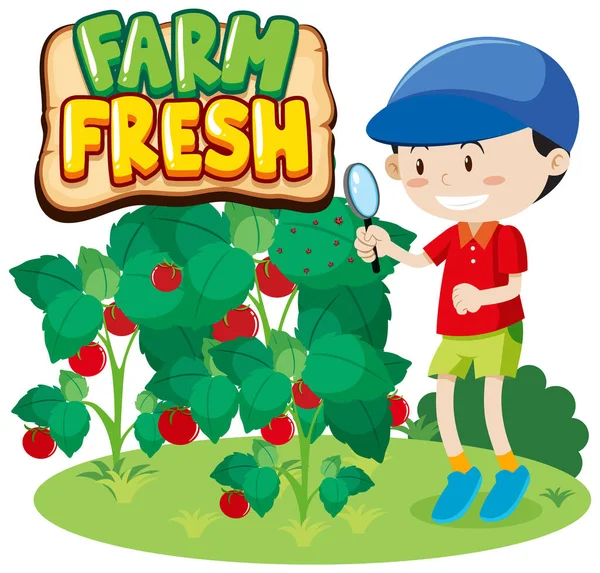 Projektowanie Czcionki Dla Word Fresh Farm Fresh Tomatoes Illustration — Wektor stockowy