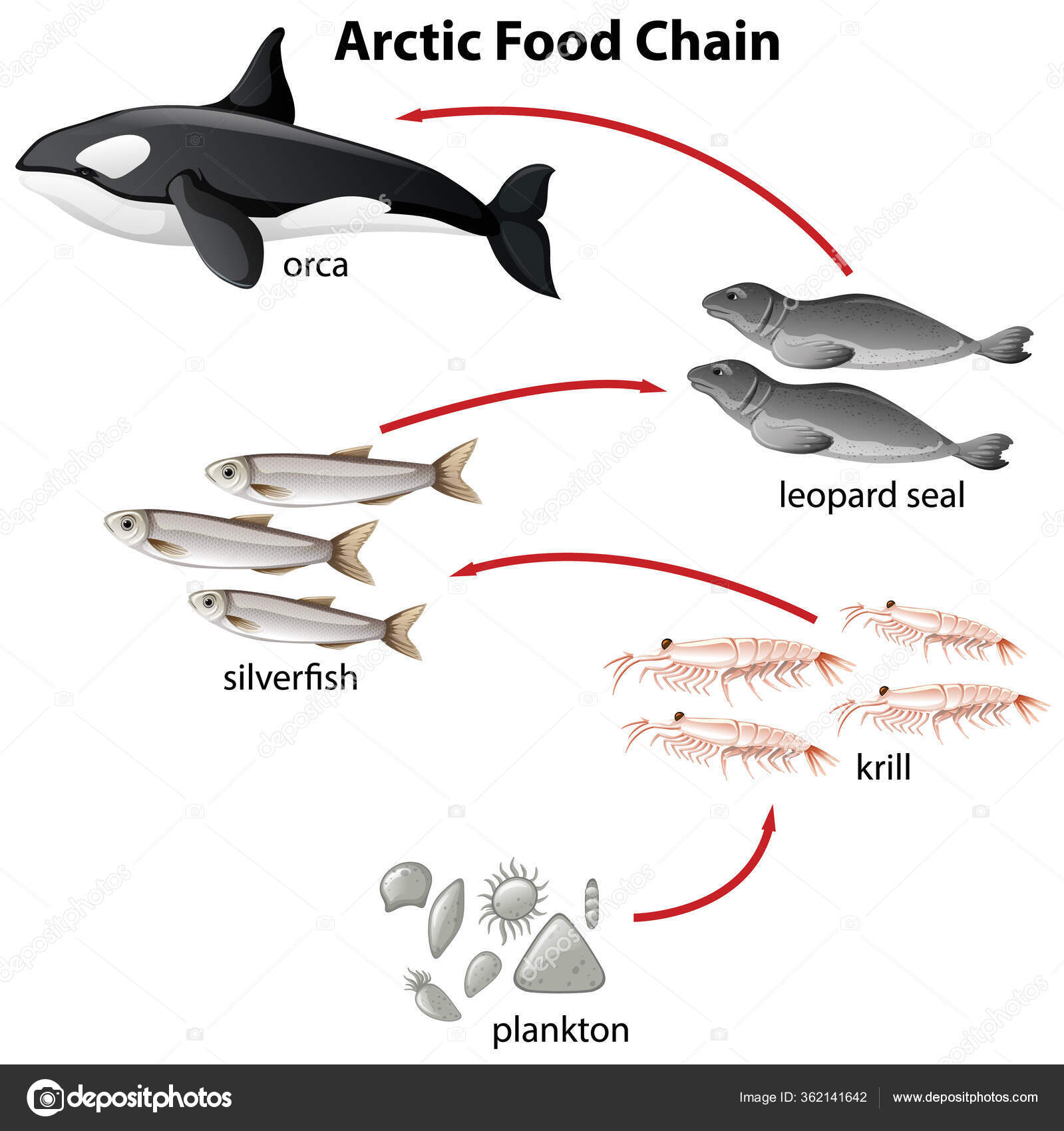 marine food web for kids