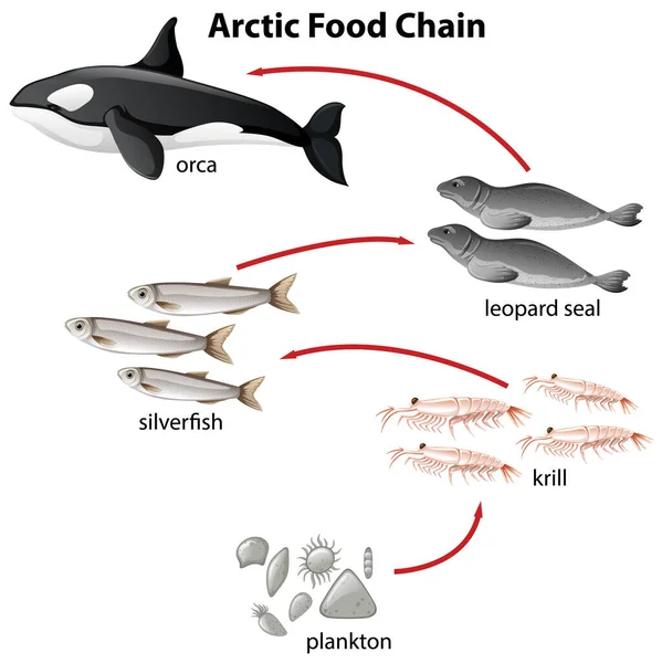 Diagrama Cadeia Alimentar Ártica Plantões Orca Ilustração — Vetor de Stock