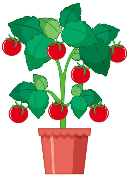 Tomat Merah Tumbuh Dalam Ilustrasi Pot - Stok Vektor