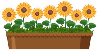 Beyaz arkaplanda kil çömlekte güzel ayçiçekleri