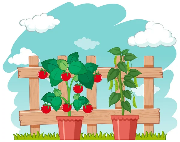 Farm Scene Fresh Vegetables Growing Illustration — Stock Vector