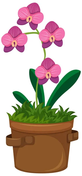 Vackra Orkidéer Lerkruka Vit Bakgrund Illustration — Stock vektor