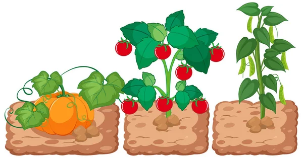 Vegetales Creciendo Jardín Sobre Fondo Blanco Ilustración — Vector de stock