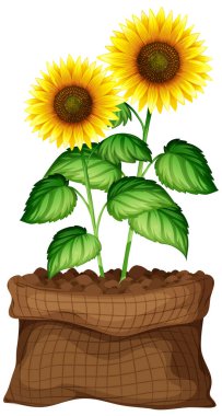 Beyaz arkaplanda güzel ayçiçekleri