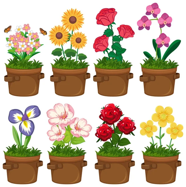 Lindas Flores Jardim Sobre Fundo Branco Ilustração —  Vetores de Stock