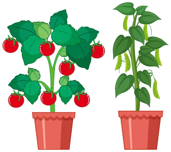 Tomates Frescos Guisantes Verdes Cultivados Macetas Arcilla Ilustración — Vector de stock