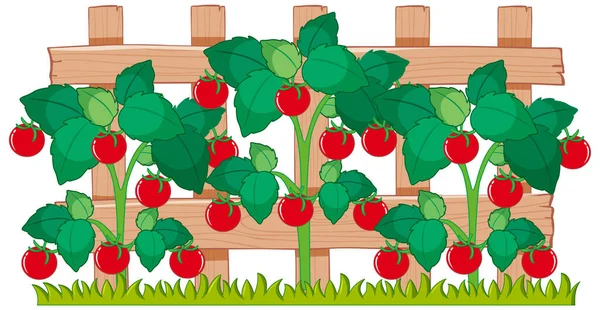 Red Tomatoes Growing Garden Illustration — Stock Vector