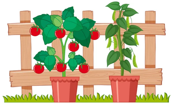 Green Peas Tomatoes Growing Garden Illustration — Stock Vector