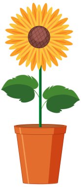 Beyaz arkaplandaki kil çömlekte güzel bir çiçek