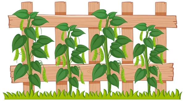 Piselli Verdi Che Crescono Nell Illustrazione Del Giardino — Vettoriale Stock