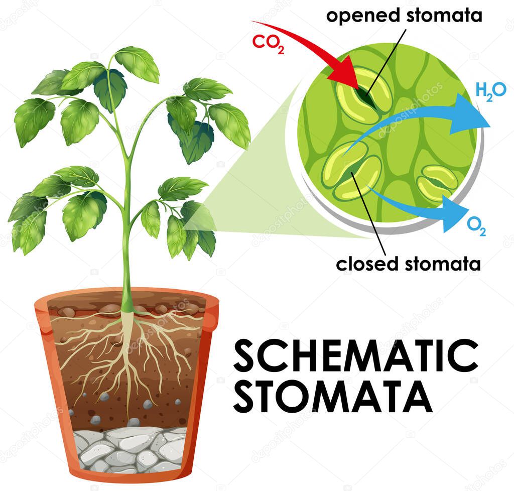 Diagram showing schematic stomata on white background illustration