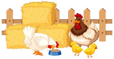 Tavukların beyaz arkaplanda yemek yediği sahne