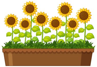 Beyaz arkaplanda saksıda güzel ayçiçekleri