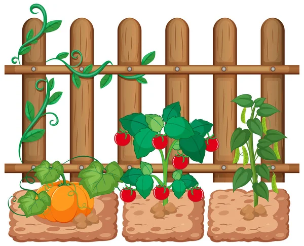 Vegetales Creciendo Jardín Sobre Fondo Blanco Ilustración — Vector de stock