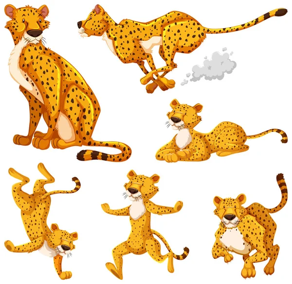 Set Van Cheetah Cartoon Karakter Illustratie — Stockvector