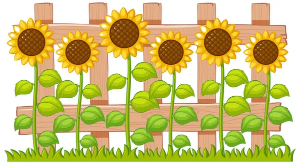 Molti Girasoli Giardino Sfondo Bianco Illustrazione — Vettoriale Stock