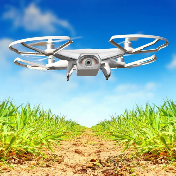 Plantation of sugar cane on Mauritius Island