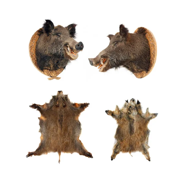 Wild boar (Sus scrofa) skins — Stock Photo, Image