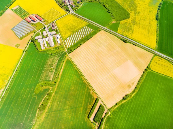 Vista aérea para campos de trigo verde e colza — Fotografia de Stock