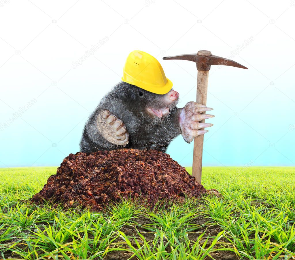 The Mole (Talpa Europea) with pickax digging on your garden
