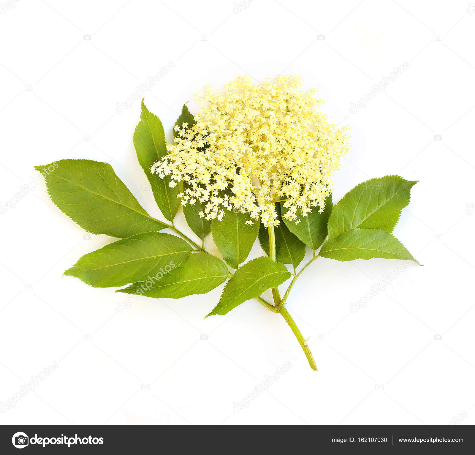 The Elder or Elderberry — Stock Photo © vladvitek 162107030