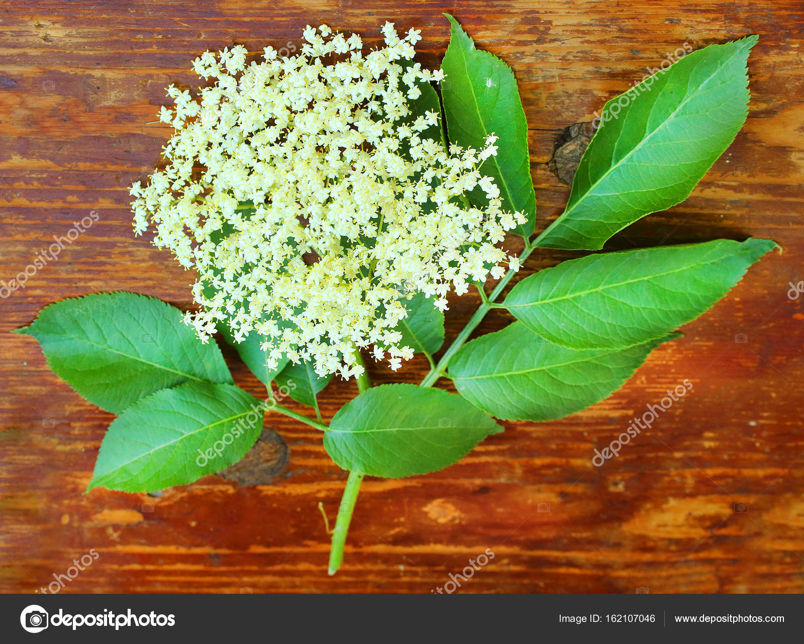 The Elder or Elderberry Stock Photo by ©vladvitek 162107046