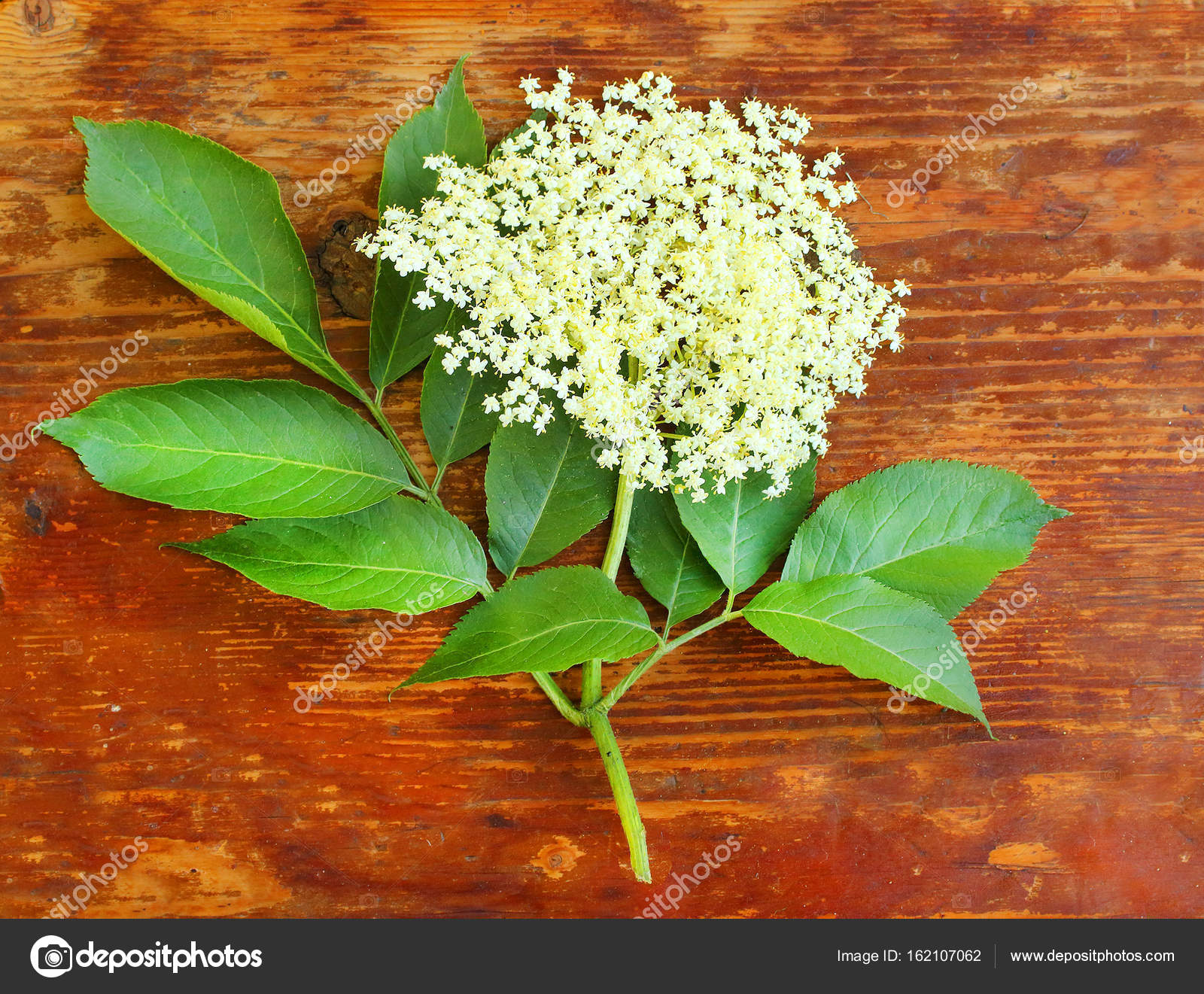 Laîné Ou Le Sureau Photographie Vladvitek 162107062