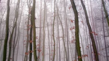 Puslu bir orman. Doğal arka plan