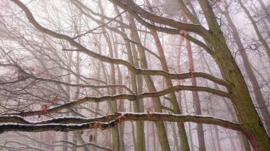 Puslu bir orman. Doğal arka plan