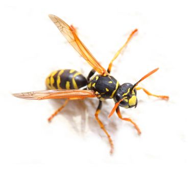 Beyaz zemin üzerine sarı ceket Wasp. 