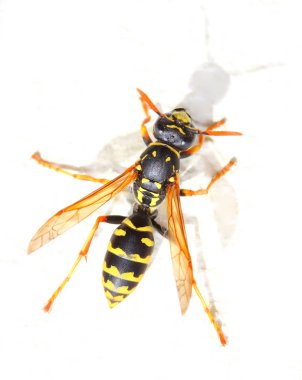 Beyaz zemin üzerine sarı ceket Wasp. 