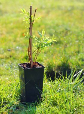 Planting of The Honeyberry or Sweetberry Honeysuckle clipart