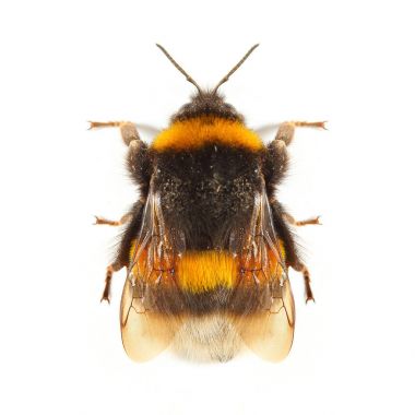 Bumblebee veya Bumble Bee