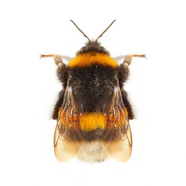 Bumblebee veya Bumble Bee