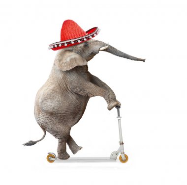 Deli fil bir itme scooter sürüş fötr şapka ile. Cumhuriyet Fil seçimleri olacak. Siyasi tema üzerinde dijital sanat.
