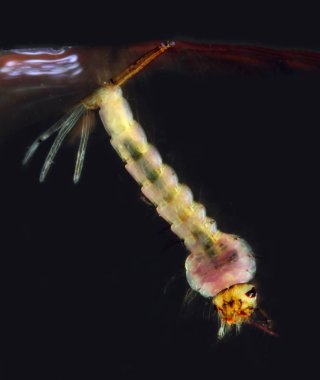 Anofel Mosquito, tehlikeli araç zika, Dang, chikungunya, sıtma ve diğer enfeksiyonlar larva aşamasında. Bataklık ve su birikintileri yaşayan bu su böcek. Son derece portre sığ Dof ile.