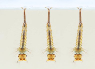 Anofel Mosquito, tehlikeli araç zika, Dang, chikungunya, sıtma ve diğer enfeksiyonlar larva aşamasında. Bataklık ve su birikintileri yaşayan bu su böcek. Son derece portre sığ Dof ile.