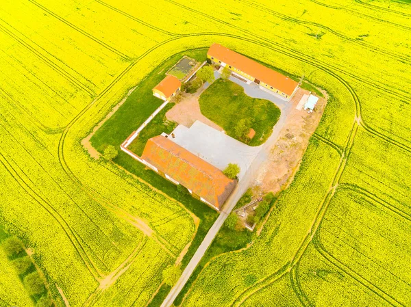 Luftfoto til rapsmarker med bondegård og vej . - Stock-foto