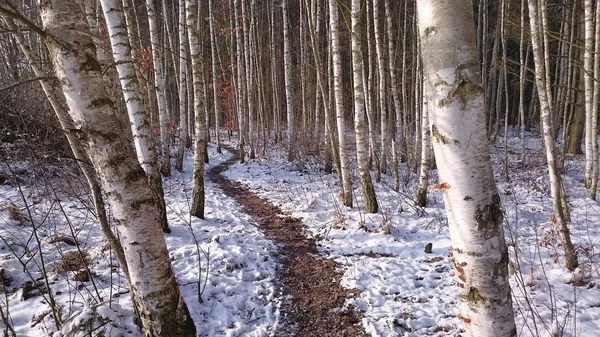 Cenário de inverno Floresta de vidoeiro — Fotografia de Stock