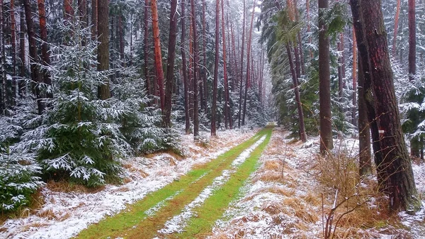 Grassy path in snowy forest. — Stock Photo, Image