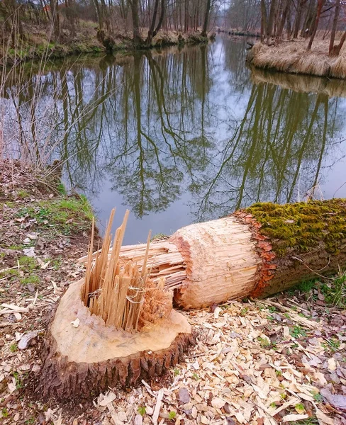 记下了海狸在银行 Radbuza 河上的一棵大树 — 图库照片