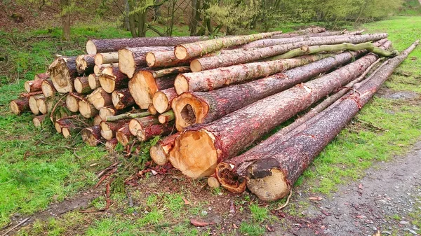 Couper Des Billots Dans Forêt Bois Chauffage Nature — Photo