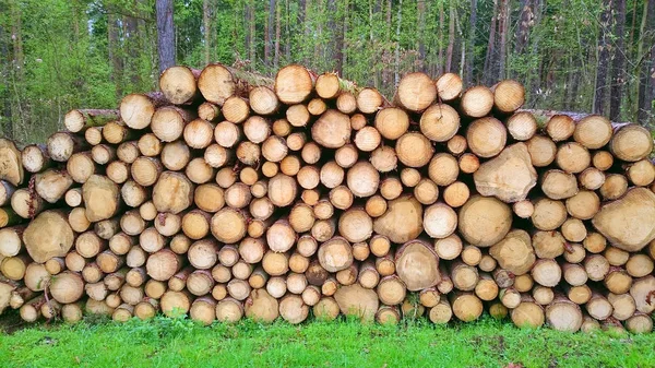 Cut Logs Forest Firewood Nature — Stock Photo, Image