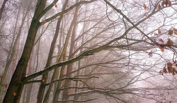 A misty forest. Natural background — Stock Photo, Image