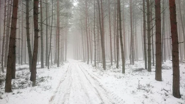 A misty forest. Natural background — Stock Photo, Image