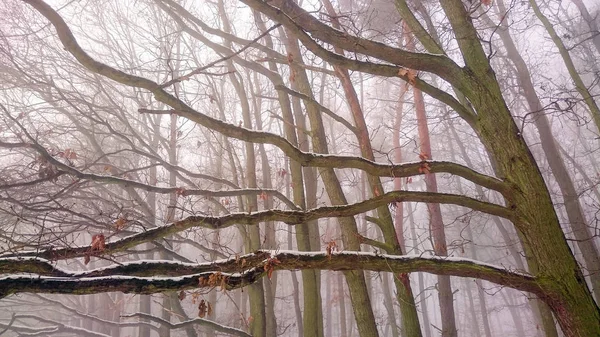 Puslu bir orman. Doğal arka plan