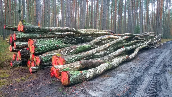 Tagliare Tronchi Nella Foresta Legna Ardere — Foto Stock