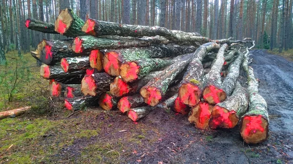 cut  logs in the forest. firewood