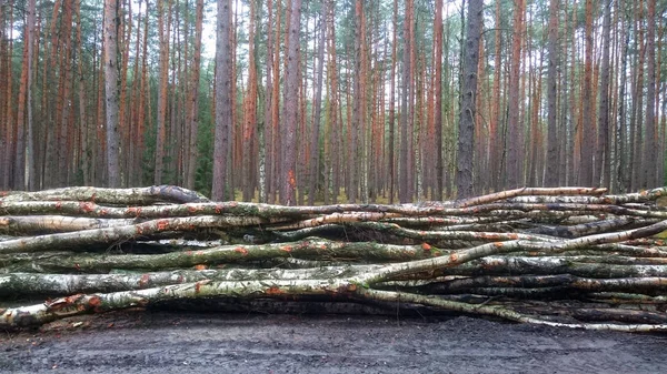 Vágott Bejelentkezik Erdő Tűzifa — Stock Fotó